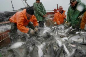 Наука помогла сертифицировать промысел минтая в Охотском море