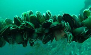 В Крыму обсудили вопросы регулирования аквакультуры для дальнейшего наращивания производства