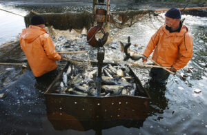 Объем вылова водных биоресурсов вырос на 5,7% по сравнению с прошлым годом