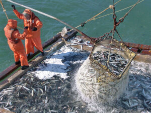 Пелагическая путина набирает обороты