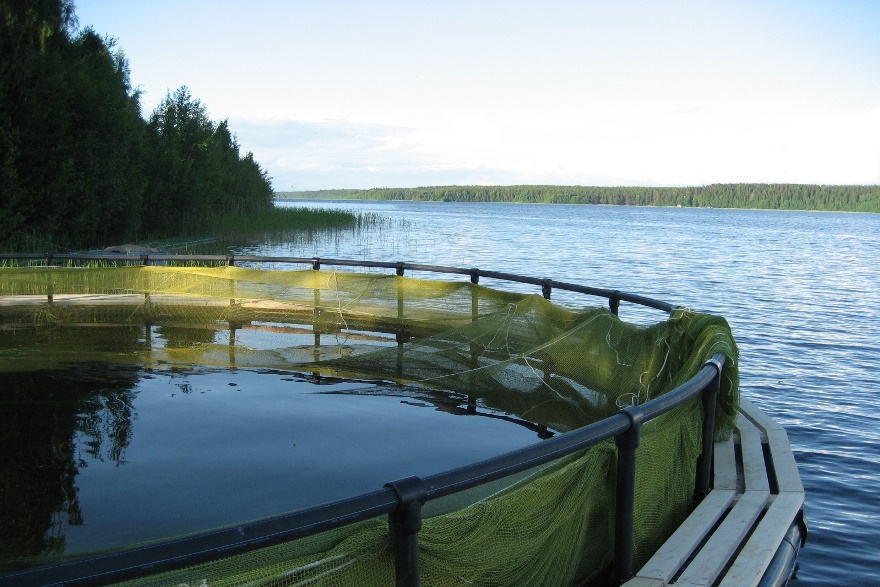 Объем производства аквакультуры в России за 9 месяцев вырос на 6% – до 150 тыс. тонн