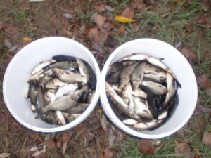 О работе отдела государственного контроля, надзора и охраны водных биологических ресурсов по Тамбовской области