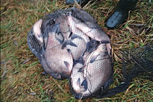 Результаты контрольно-надзорных мероприятий Западно-Балтийского территориального управления Росрыболовства