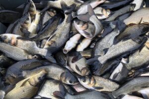 Осуществлен выпуск 276 кг рыбопосадочного материала в озеро Затон Бековского района