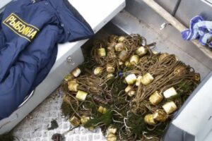 За неделю астраханскими госинспекторами рыбоохраны изъято свыше 300 кг рыбы осетровых видов