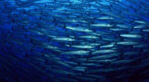 Уловы сардины иваси, скумбрии и сайры продолжают расти – добыто 117 тыс. тонн