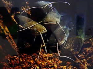 Ограничения осенне-зимней рыбалки в Крыму