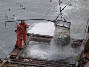 За неделю в Северо-Охотоморской подзоне выловлено почти 10 тыс. тонн сельди и почти 700 тонн минтая