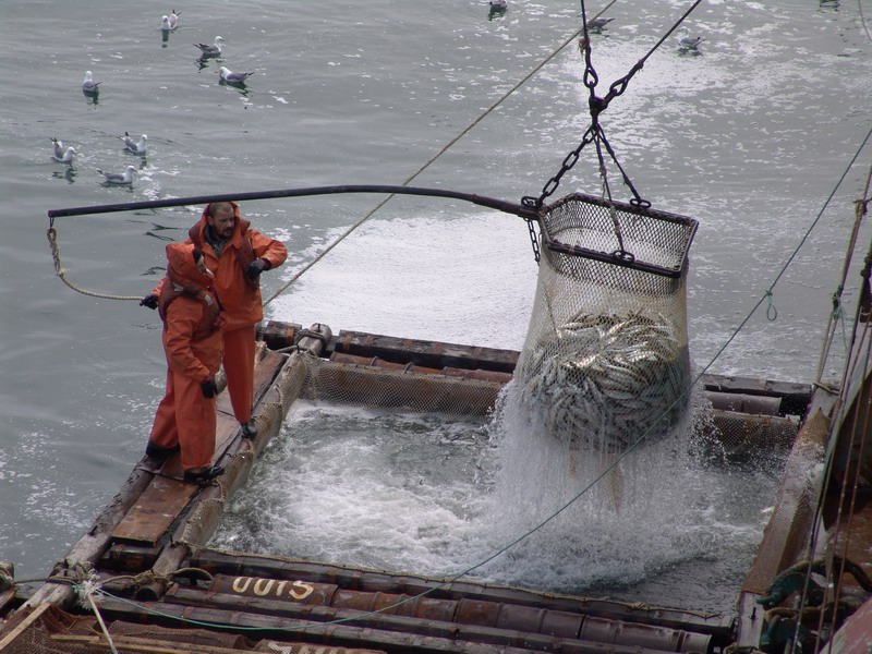 За неделю в Северо-Охотоморской подзоне выловлено почти 10 тыс. тонн сельди и почти 700 тонн минтая