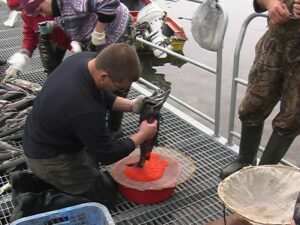 В Магаданской области за путину-2018 получено и заложено на инкубацию более 15 млн. штук оплодотворенной икры