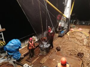 Перспективные объекты рыболовства становятся реально востребованными