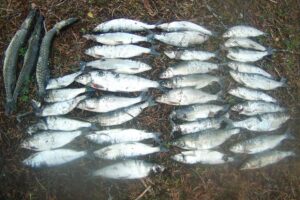 Результаты деятельности органов рыбоохраны Баренцево-Беломорского ТУ Росрыболовства с 27 ноября по 03 декабря 2018 года