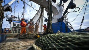 На Дальнем Востоке продолжается охотоморская путина: промысел минтая идет с положительной динамикой – добыто более 1 млн тонн