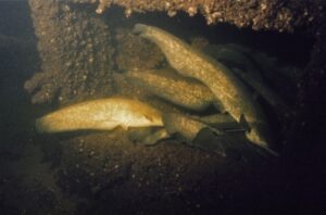 Рыбоохранные мероприятия на зимовальных ямах