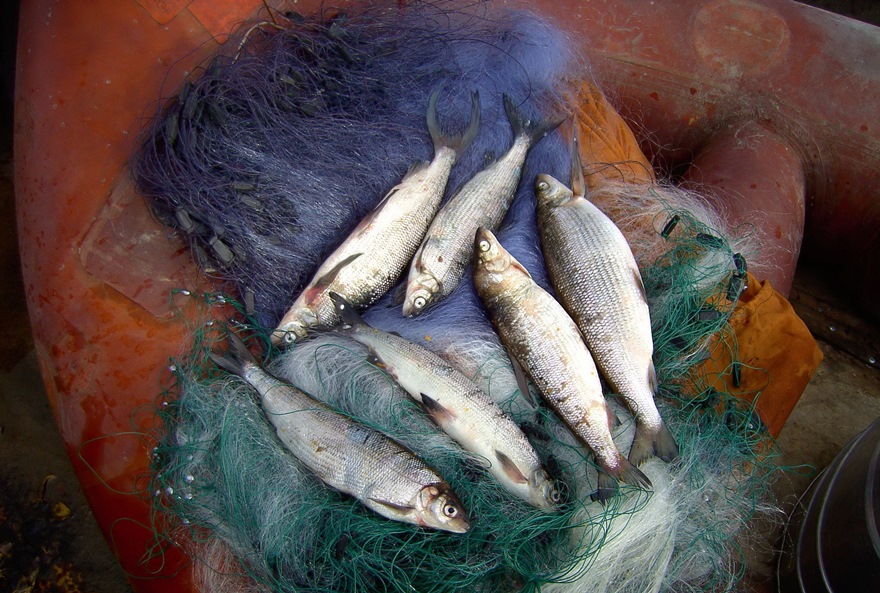Результаты деятельности органов рыбоохраны Баренцево-Беломорского ТУ Росрыболовства с 13 ноября по 19 ноября 2018 года