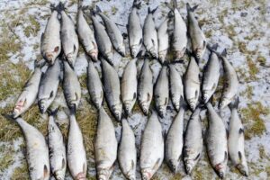 Результаты деятельности органов рыбоохраны Баренцево-Беломорского ТУ Росрыболовства с 20 ноября по 26 ноября 2018 года.