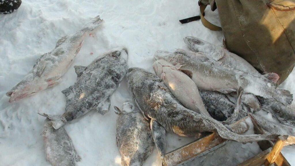 Результаты деятельности инспекторов рыбоохраны Нижнеобского ТУ Росрыболовства за период с 19 по 25 ноября 2018 года