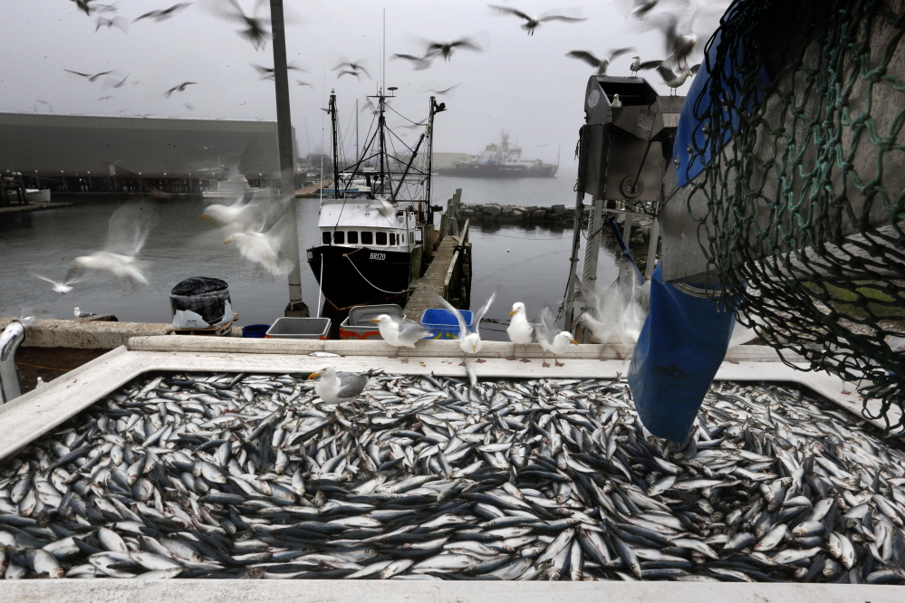 Российские рыбаки нарастили вылов на 6,2% к уровню прошлого года – до 4,6 млн тонн