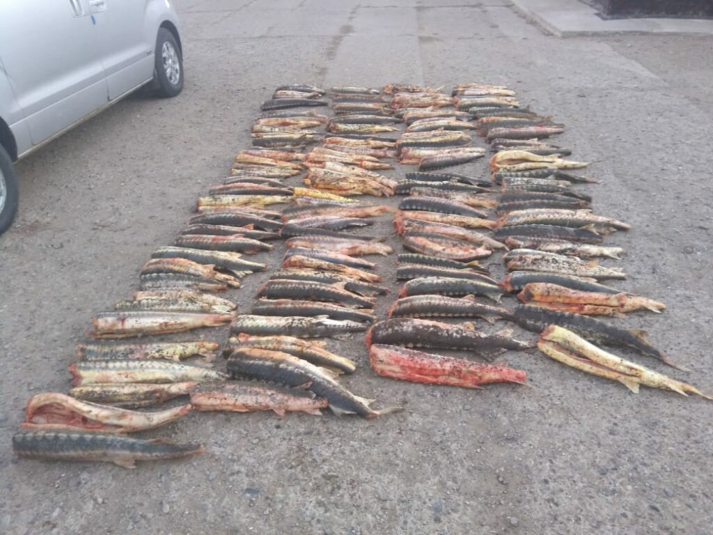 В ходе совместных рейдов рыбоохраны с правоохранительными органов у нарушителей изъято 402,5 кг рыбы осетровых видов