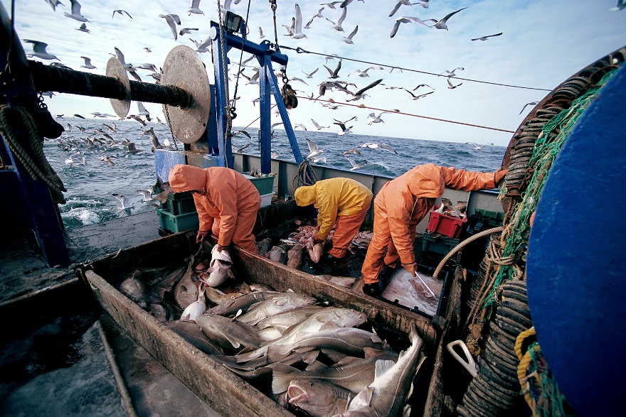 Зарегистрировано Общероссийское отраслевое объединение работодателей рыбной отрасли