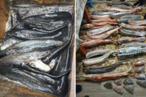 Госинспекторами Волго-Каспийского территориального управления выявлено более сотни правонарушений за неделю