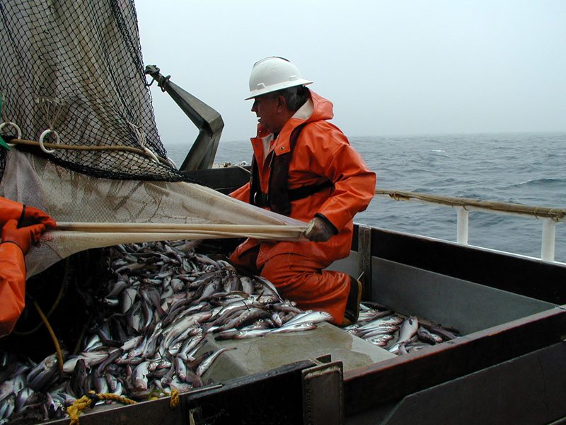На промысле пелагических видов рыб добыто в 2 раза больше, чем в прошлом году – 140 тыс. тонн