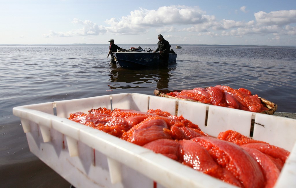 Вылов лососевых на Дальнем Востоке продолжает расти – добыто 635 тыс. тонн