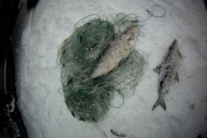 Результаты деятельности органов рыбоохраны Баренцево-Беломорского ТУ Росрыболовства с 11 декабря по 17 декабря 2018 года