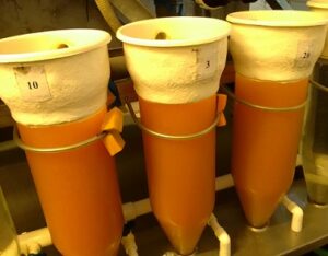 Икра зреет, а молодь по весне считают