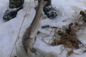 Результаты деятельности инспекторов рыбоохраны Нижнеобского ТУ Росрыболовства за период с 10 по 16 декабря 2018 г.