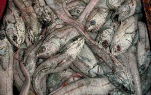 Пятилетняя программа по изучению глубоководных биоресурсов стартует в России в 2019 году