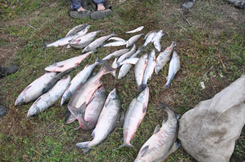 Инспекторы рыбоохраны Магаданской области обобщили результаты работы в колымской глубинке