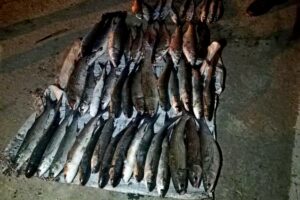 В устье реки Подсамурок задержан нарушитель за незаконную добычу рыбы