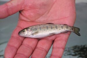 На Онежском озере в Карелии планируется построить рыбоводный завод