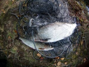 Результаты деятельности органов рыбоохраны Баренцево-Беломорского ТУ Росрыболовства с 15 октября по 21 октября 2018 года