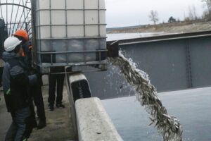 На Новосибирском шлюзе проведены мероприятия по спасению рыбы