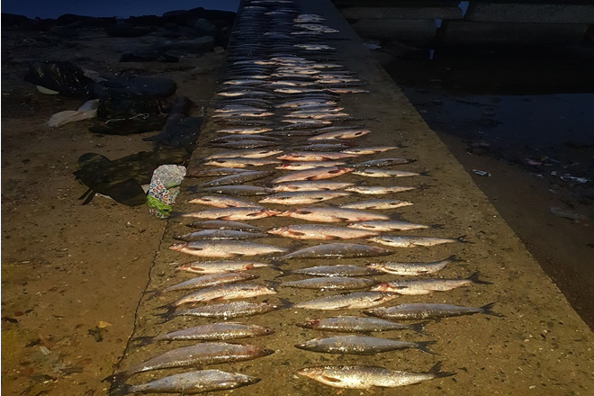 Результаты деятельности органов рыбоохраны Баренцево-Беломорского ТУ Росрыболовства с 22 октября по 28 октября 2018 года