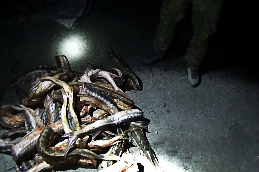 45 кг осетровой рыбы изъято в бабаюртовском районе дагестана