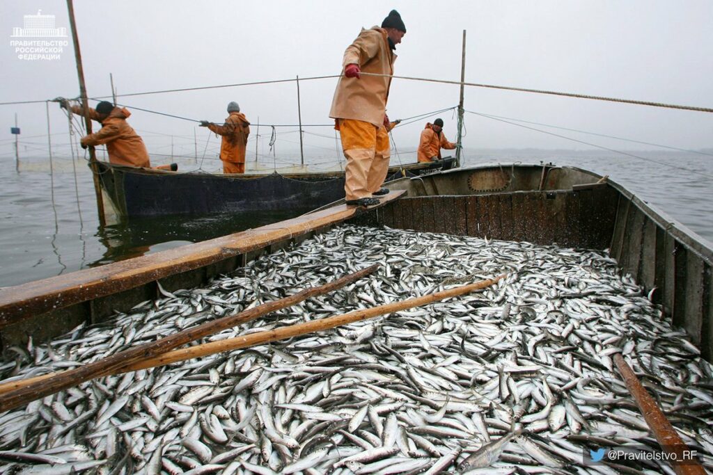 К середине октября уловы российских рыбаков увеличились на 6% – до 4,2 млн тонн