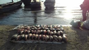 Итоги недели работы рыбоохраны по Астраханской области