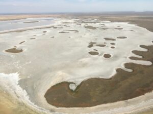 Контроль за промыслом артемии и ее оборотом будет усилен