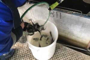 Ладожское озеро зарыбили молодью сига и палии