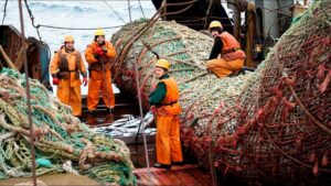 Российские рыбопромышленники увеличили уловы на 6,1% – до 4,3 млн тонн