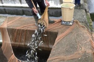 В РСО-Алания суд обязал строительную компанию осуществить компенсационные выпуски молоди каспийского лосося