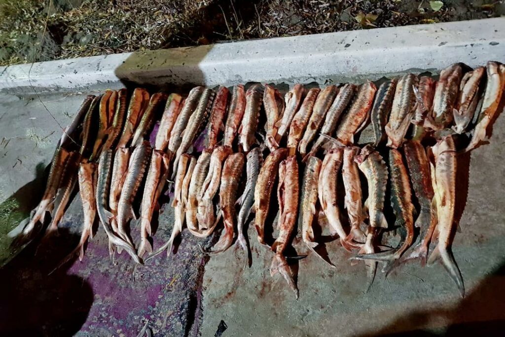 72 кг осетровой рыбы изъято у нарушителя в Республике Дагестан