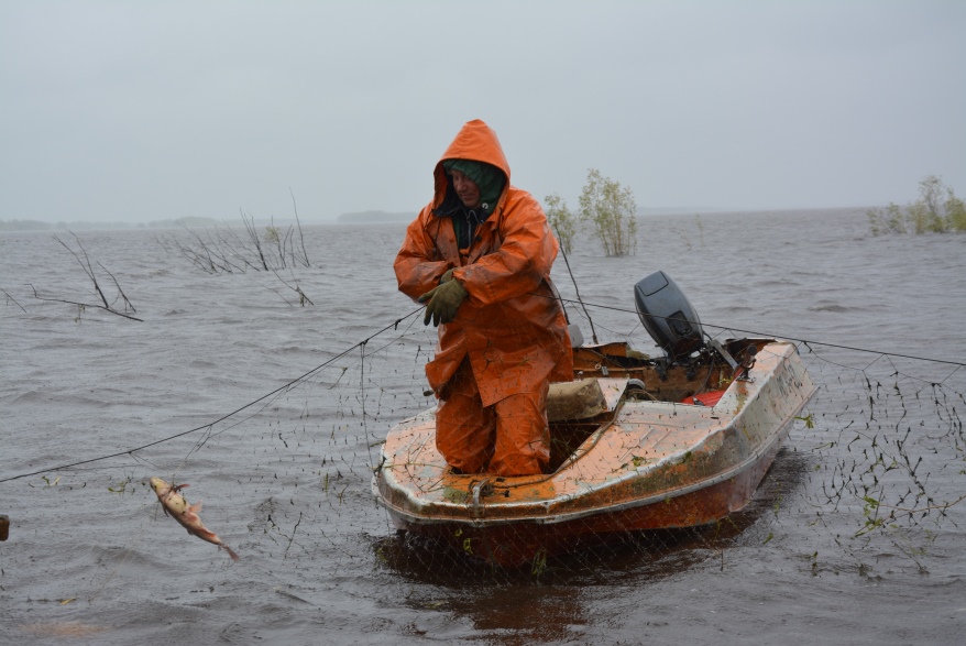 В 2019 году для осуществления традиционного рыболовства на Ямале выделена квота на вылов более 150 тонн сиговых
