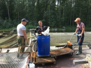 В Финский залив выпустили более 100 тысяч экземпляров балтийского сига