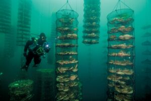 Права рыбоводов на выращенную продукцию закрепят на стартовом этапе