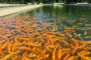 29-30 ноября в Москве пройдет III Всероссийская конференция «Российское форелеводство»