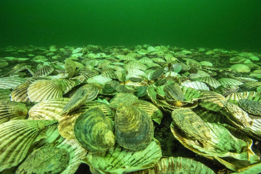 Native European Oysters settle in to their newly created home on the bottom of the Dornoch Firth